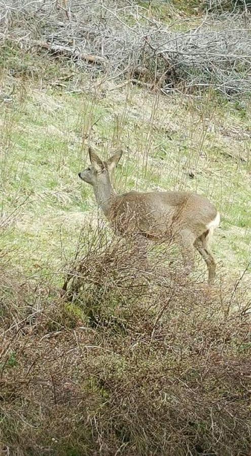 Ferienwohungen Im Kuchersbach Hornberg Luaran gambar